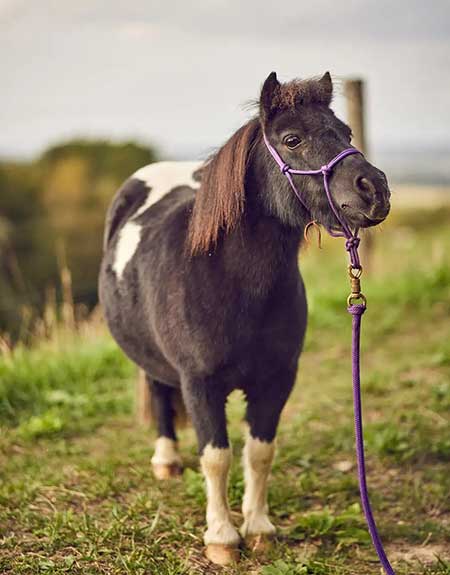 eine Sommerwoche auf dem Berghof