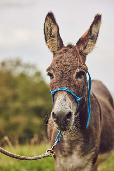 Pferde & Esel reiten