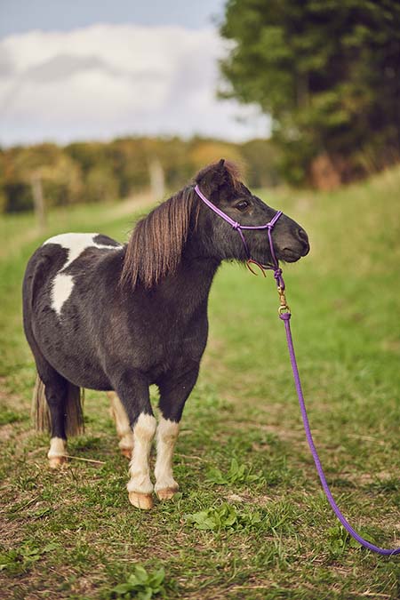 Pferde & Esel reiten