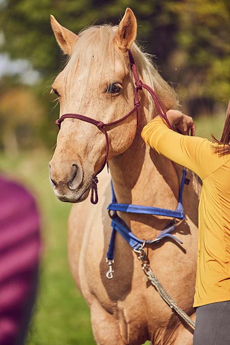 Pferde & Esel reiten