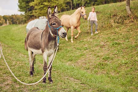 Pferde & Esel reiten