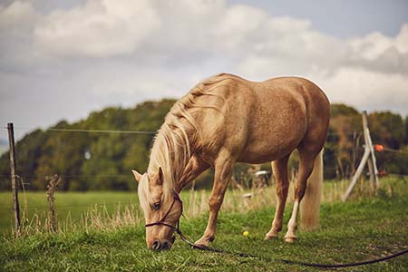 Pferde & Esel reiten