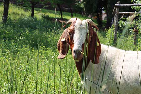 Streichelzoo Berghof Oberweiler