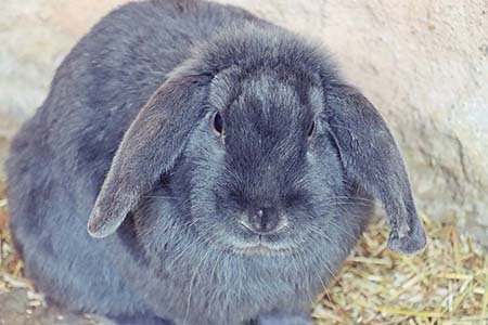 Streichelzoo Berghof Oberweiler